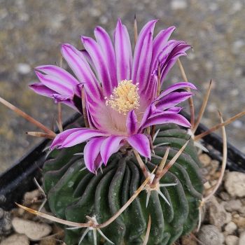 Stenocactus crispatus